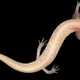 An unnamed, newly-identified salamander living near the Pedernales river west of Austin, Texas